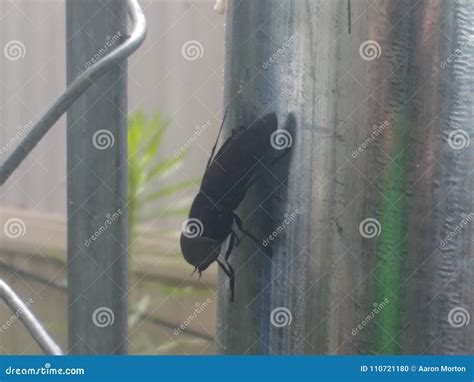Giant black fly stock photo. Image of wings, black, horsefly - 110721180