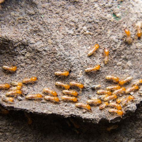 Fascinating Facts About Termites - Arizona Termite Specialists