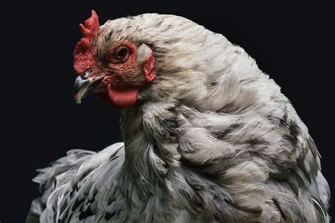16 Different Types of Hybrid Chicken Breeds