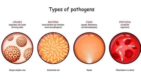 Microorganisms and diseases — lesson. Science State Board, Class 6.