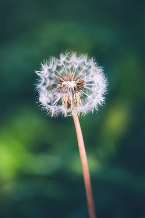 Image result for Small Spring Compressor Tool