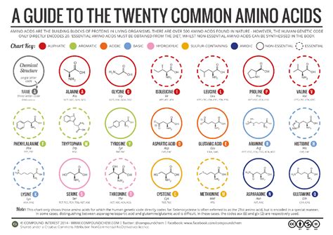 The Role of Amino Acids in Your Body - Desktop