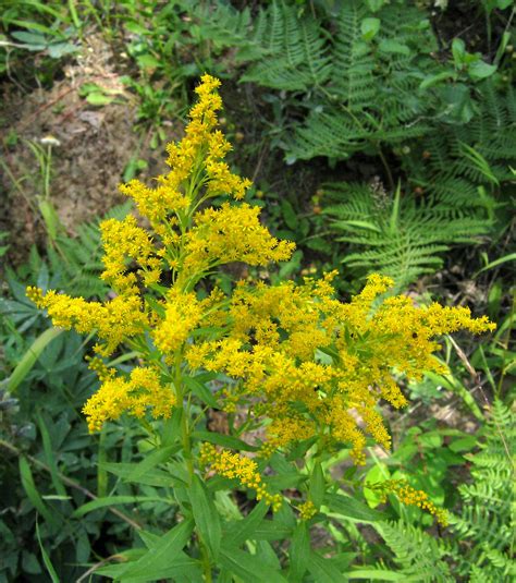 Canadian Goldenrod — KNPS