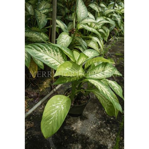 Dieffenbachia Tropic Snow 雪大王万年青 (P170) - Real Plant | Shopee Malaysia