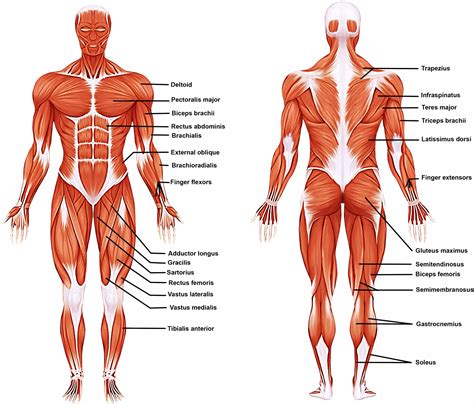 Levels Of Organization Muscular System at Luis Silva blog