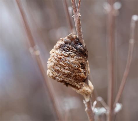 A Suburban Wilderness: Watch Out! Praying Mantis Egg Cases!