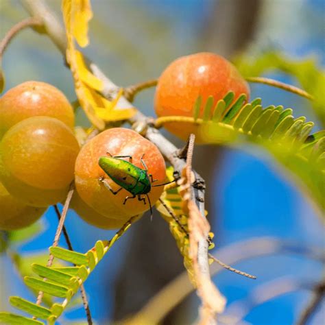Rare Red Amla (Phyllanthus Emblica) Indian Gooseberry - Plant – Lalit ...