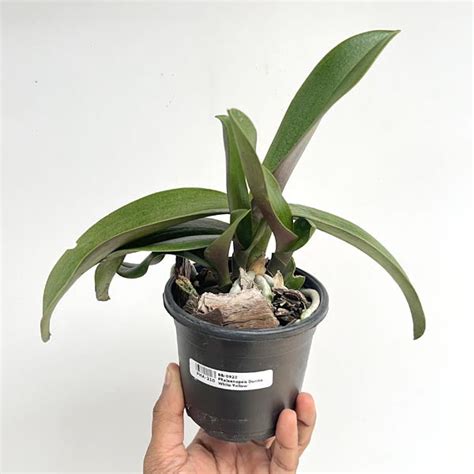 Now Buy exotic rare orchid plants online from anywhere in India ...