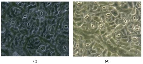 An Automatic Method for Stomatal Pore Detection and Measurement in ...