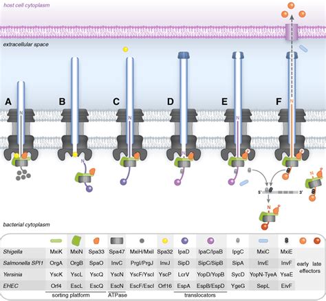 A sophisticated multi‐step secretion mechanism: how the type 3 ...