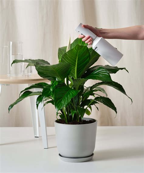 Peace Lily Indoor
