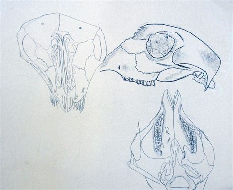 Sheep Drawing Images at PaintingValley.com | Explore collection of ...