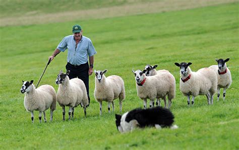 国际牧羊犬大赛 赶羊赛在英国举行 图片新闻 烟台新闻网 胶东在线 国家批准的重点新闻网站