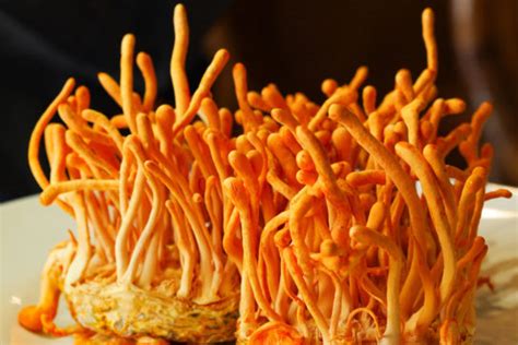 Cordyceps mushroom training center bangalore price