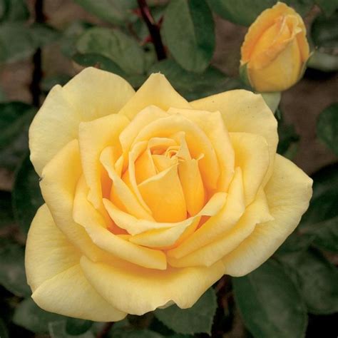 Oregold Hybrid Tea Rose | Plant Addicts