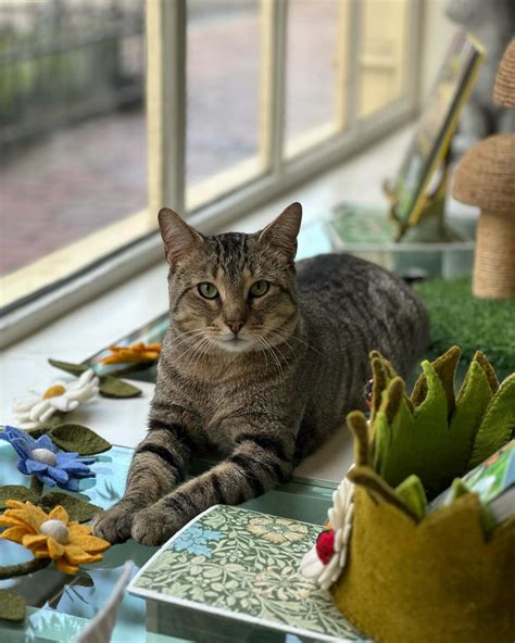 A Sanctuary Cafe: Coffee, Books & Cats (@asanctuarycafe) • Instagram ...