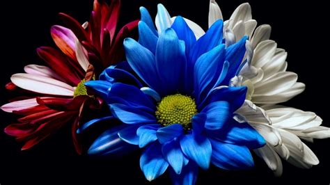 [100+] Dark Flower Wallpapers | Wallpapers.com
