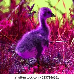 55 Canada Goose Clipart Royalty-Free Images, Stock Photos & Pictures ...