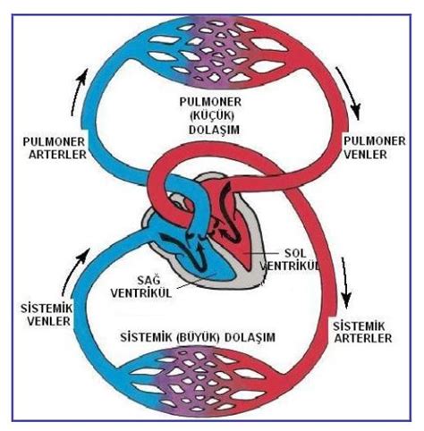 Küçük kan dolaşımı ve büyük kan dolaşımı nedir?