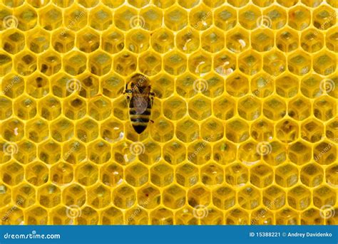 Bee on honeycomb stock image. Image of enzymes, body - 15388221