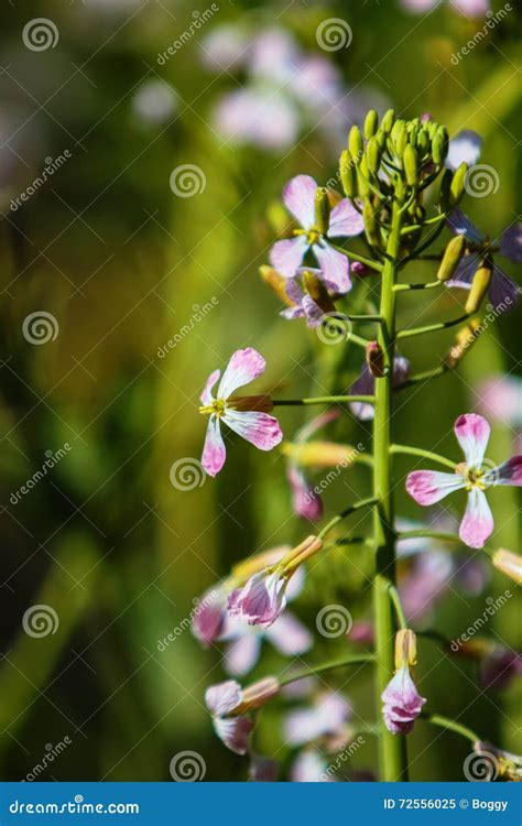 Wild radish stock image. Image of superweeds, wild, pistil - 72556025