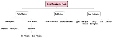 Sexual reproduction in plants — lesson. Science State Board, Class 10.