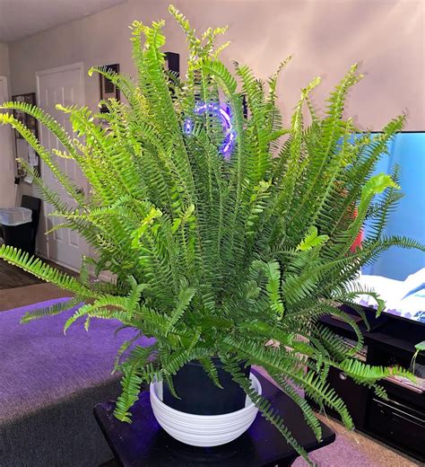 Discover The Benefits Of Ferns And How To Care For Them