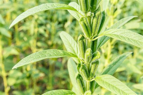 HERB, BENNE, Sesame – UJAMAA SEEDS