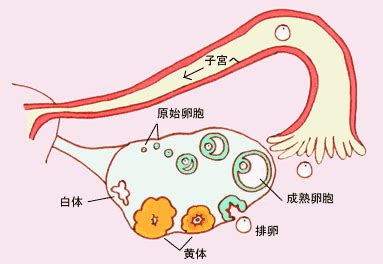 月经量变少，是卵巢出问题了吗？_长江云 - 湖北网络广播电视台官方网站