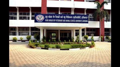 Ludhiana: Vet varsity interns resume OPD services