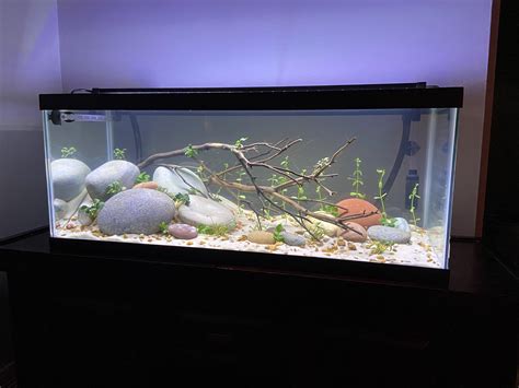 20 Gallon Long Aquarium Tank The Best 20 Gallon Fish Tanks You Can Buy