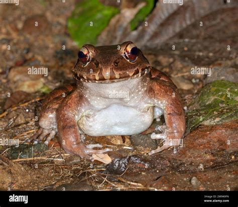 Smoky jungle frog ( Leptodactylus pentadactylus) on the rainforest ...