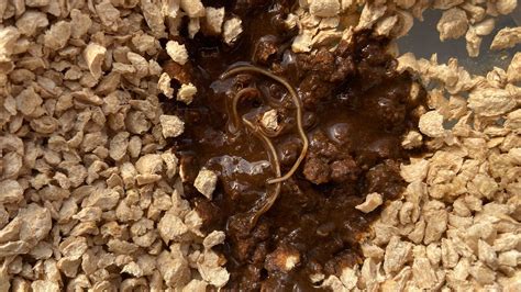 Identifying Worms In Cats: What Do Worms Look Like? - Drontal