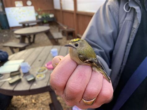 Bird Ringing, The Kingswood Trust, Wolverhampton, 10 February 2024 ...
