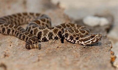 Discover the 4 Types of Rattlesnakes in Kansas - A-Z Animals