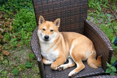 Finding Your Perfect Shiba Inu Puppy: A Comprehensive Guide