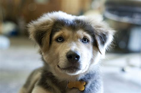 husky / shepherd mix | Golden retriever husky mix, Lab mix puppies ...