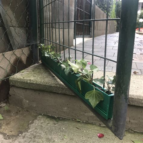 Ivy green gate