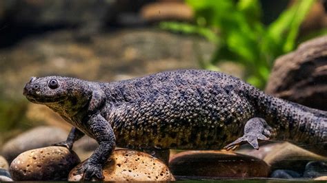 What's New in the AQ? - California Academy of Sciences