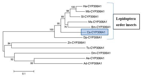 RNAi-Mediated Silencing of Putative Halloween Gene Phantom Affects the ...