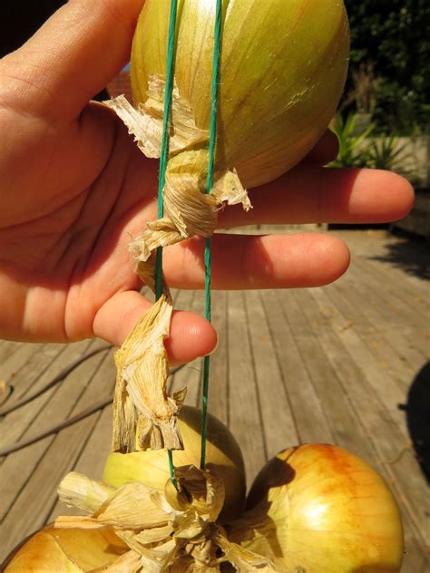 Onions: Stringing for Storage - Rediscover Modern Homesteading