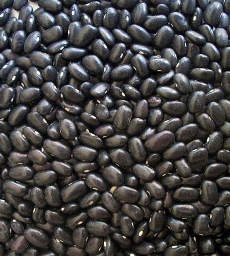 Black Bean Seeds 25 per Order Free Shipping - Etsy