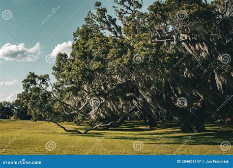 Spanish Moss Hanging from Large Live Oak Tree in Scenic Composition ...
