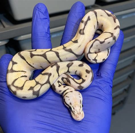 Image result for Ball Python Breeding 2014
