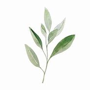 Image result for Watercolor White Sage Transparent