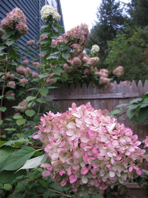 When Does Pee Gee Hydrangea Bloom at Kiara Cann blog