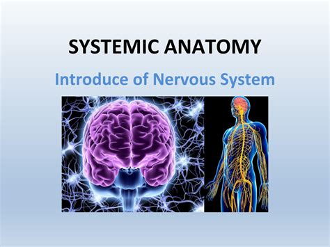 Image result for Nervous System Introduction