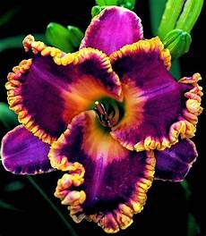 nomi di fiori esotici un colore audace fiori fiori rari fiori tropicali e nomi di fiori esotici un colore audace fiori fiori rari fiori tropicali e