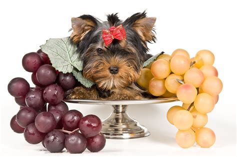 Dogs Eat Grapes And Raisins at Andrea Newton blog