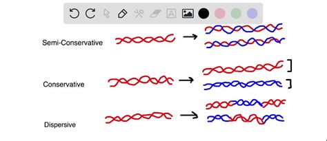 Conservative DNA Replication 的图像结果